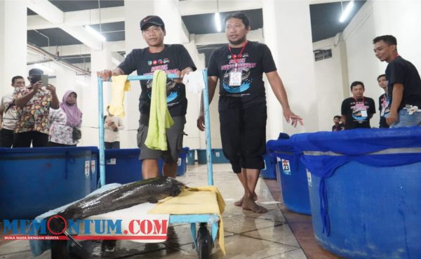 Pertama di Indonesia, Bupati Kediri Buat Kontes Gede-gedean Ikan Lele